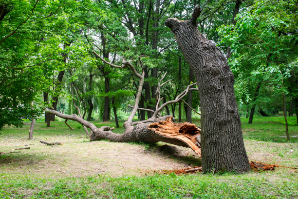 How Our Tree Care Process Works  in  Lake Arrowhead, ME